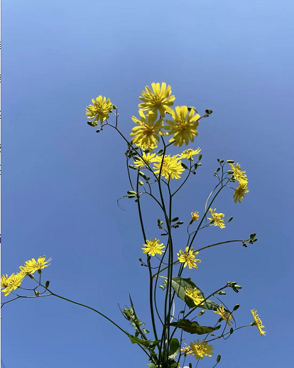 最美的瞬间想表达什么情感(最美瞬间歌曲的意义和象征)(图5) 最美的瞬间想表达什么情感(最美瞬间歌曲的意义和象征)(图5)