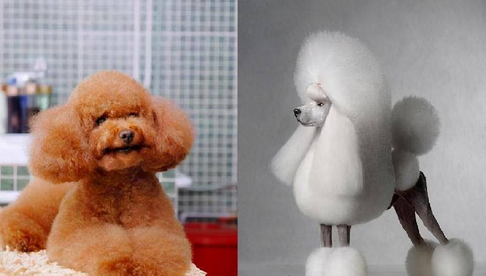 世界上最聪明的狗排名前十名的智商(最聪明的狗排名)(图3) 世界上最聪明的狗排名前十名的智商(最聪明的狗排名)(图3)