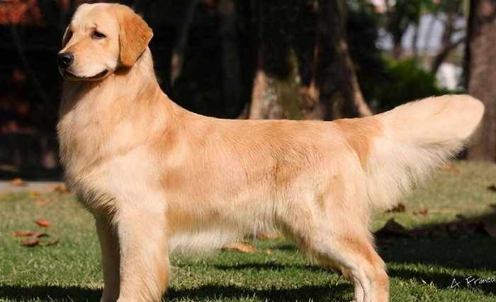 世界上最聪明的狗排名前十名的智商(最聪明的狗排名)(图5) 世界上最聪明的狗排名前十名的智商(最聪明的狗排名)(图5)