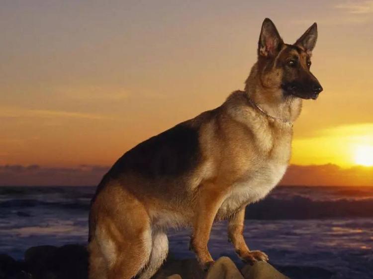 世界上最聪明的狗排名前十名的智商(最聪明的狗排名)(图4) 世界上最聪明的狗排名前十名的智商(最聪明的狗排名)(图4)