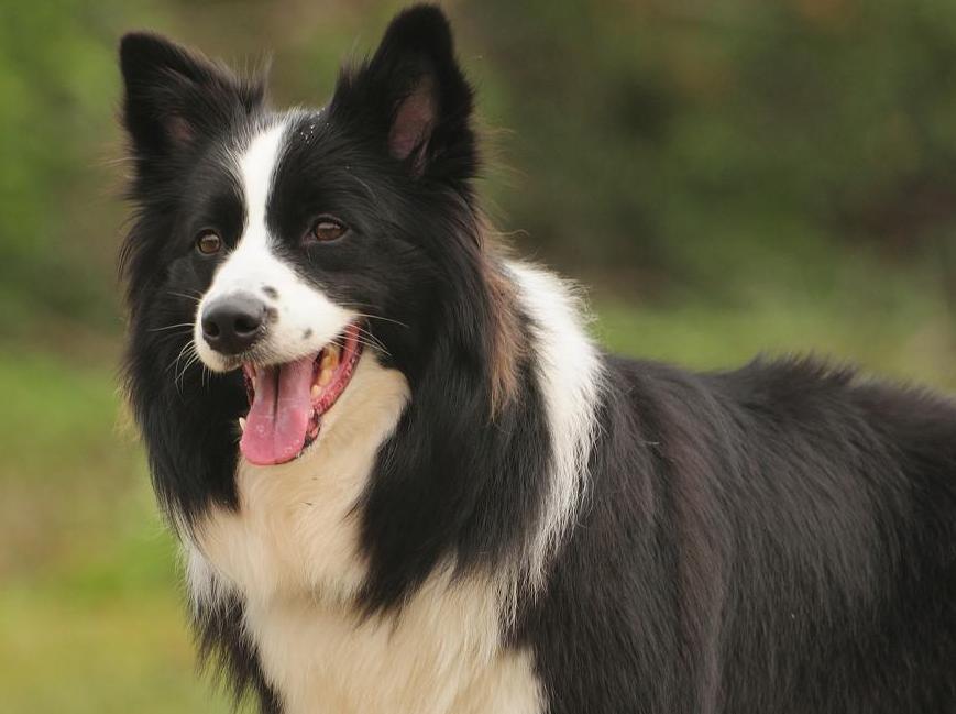 世界上最聪明的狗排名前十名的智商(最聪明的狗排名)(图2) 世界上最聪明的狗排名前十名的智商(最聪明的狗排名)(图2)