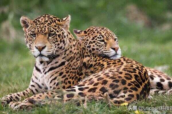 豹子与豹子打架(豹子袭击豹子)