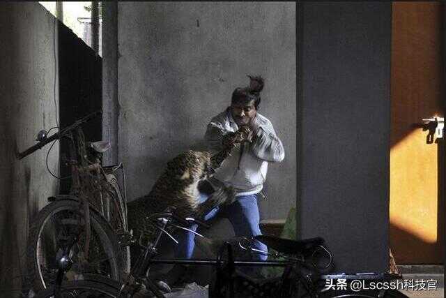 豹子与豹子打架(豹子袭击豹子)