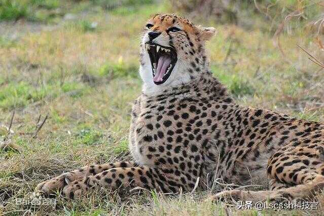 豹子与豹子打架(豹子袭击豹子)