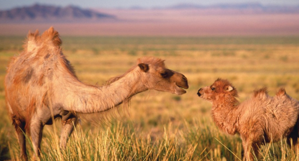 骆驼的驼峰有什么效率?骆驼的十大特性和效率