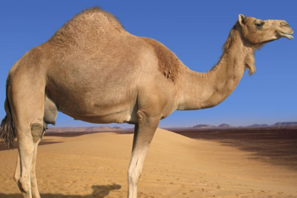 骆驼的驼峰有什么效率?骆驼的十大特性和效率