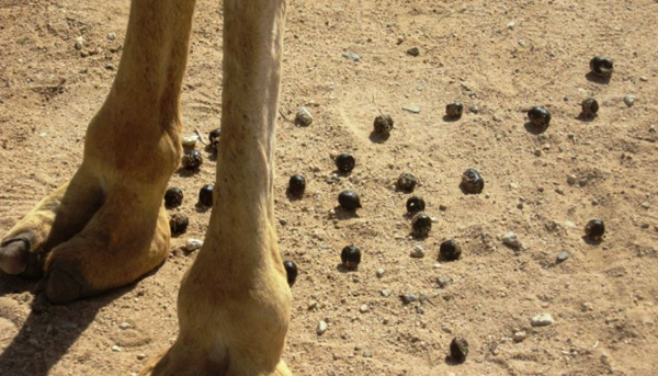 骆驼的驼峰有什么效率?骆驼的十大特性和效率
