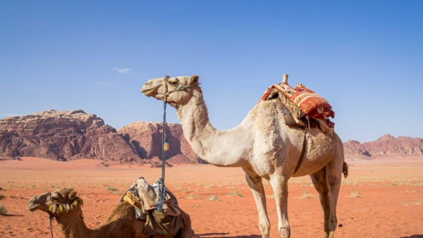 骆驼的驼峰有什么效率?骆驼的十大特性和效率