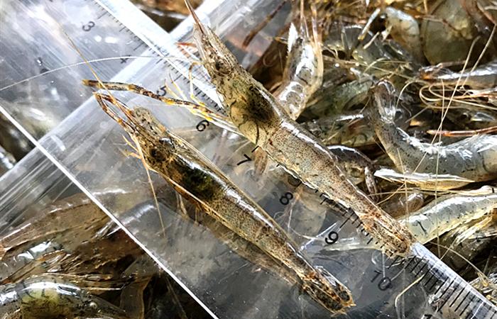 河虾和海虾的区别图片(为什么海虾更贵?哪种营养好?)