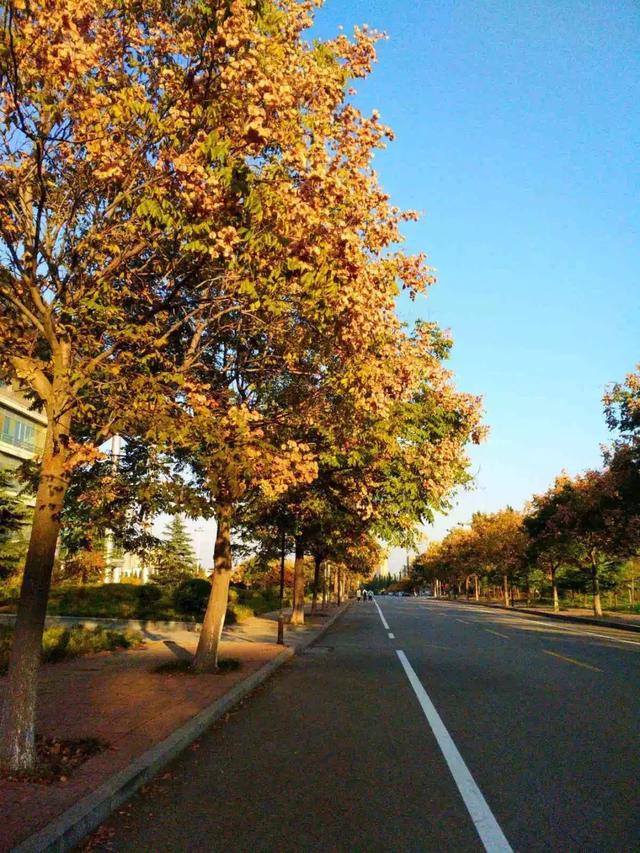 泰安有哪些好的大学(看完泰安这几所高校的秋景)(5)