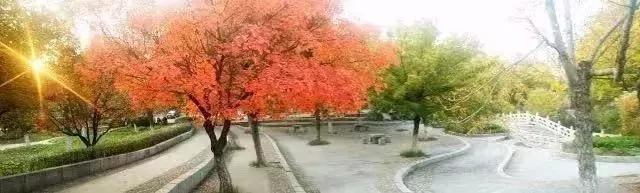 泰安有哪些好的大学(看完泰安这几所高校的秋景)(9)