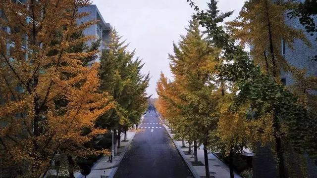 泰安有哪些好的大学(看完泰安这几所高校的秋景)(2)