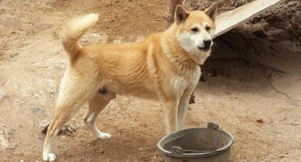 中华田园犬和小土狗的区别(养本国土狗的好处及注意事项)(4)