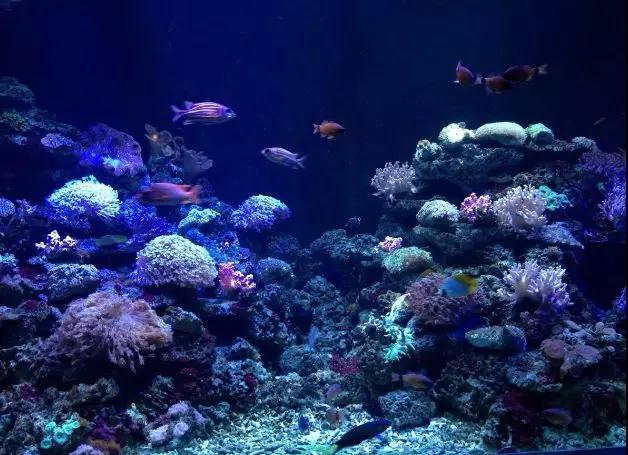 大连圣亚海洋世界门票团购价格(大连圣亚海洋世界)(4)