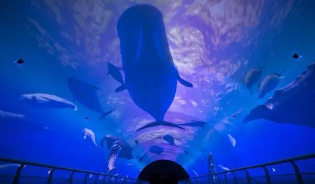 大连圣亚海洋世界门票团购价格(大连圣亚海洋世界)(2)