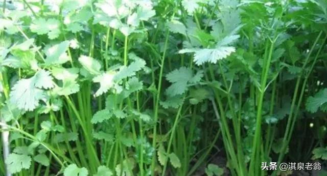 芫荽夏季怎么种植和管理（芫荽香菜夏种正当时）(4)