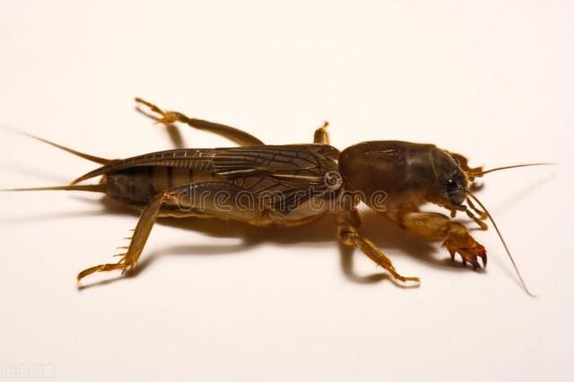 蝼蛄科昆虫的特征(三分钟带你了解蝼蛄)(2)