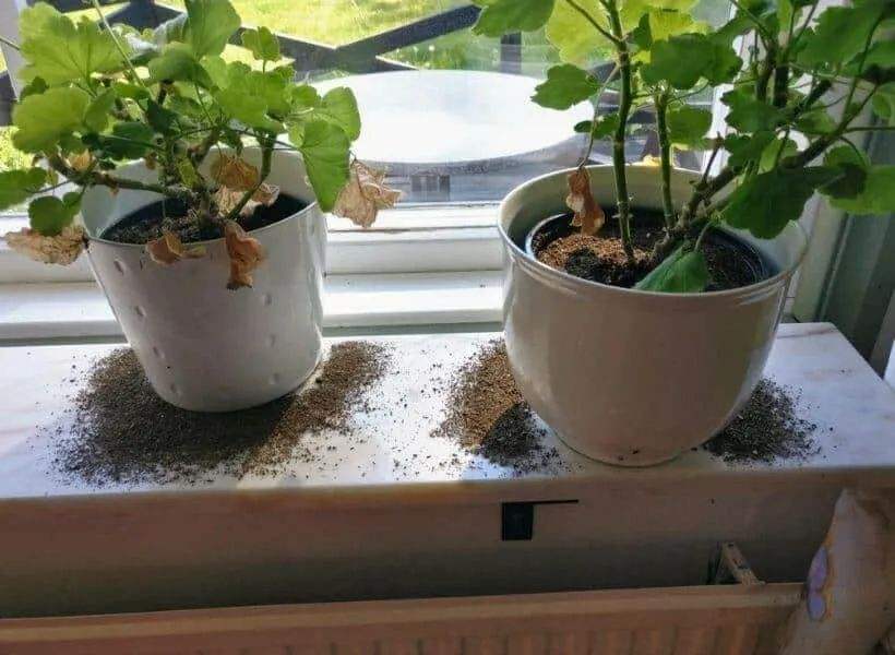 室内有小黄蚂蚁怎么办呢怎么治啊(家里有微型小黄蚂蚁的原因)(图3) 室内有小黄蚂蚁怎么办呢怎么治啊(家里有微型小黄蚂蚁的原因)(图3)