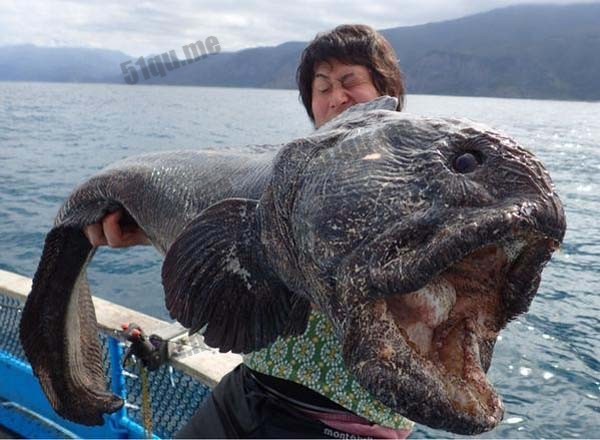 狼鳗（Wolf eel）