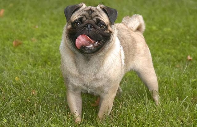 巴哥犬怎么养是最好的(养过才明白巴哥犬)(4)