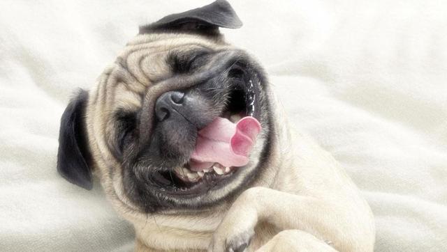 巴哥犬怎么养是最好的(养过才明白巴哥犬)(1)