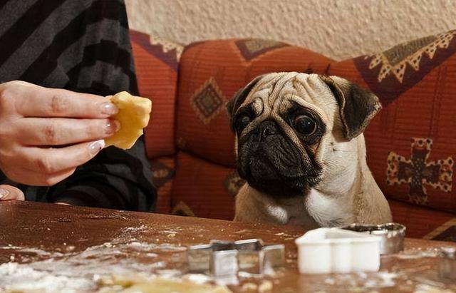 巴哥犬怎么养是最好的(养过才明白巴哥犬)(10)