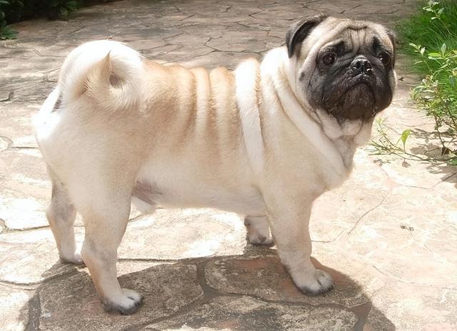 巴哥犬怎么养是最好的(养过才明白巴哥犬)(5)