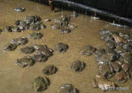 小山沟里的野生石蛙（它被称为蛙中之王）(1)