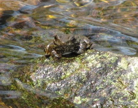 小山沟里的野生石蛙（它被称为蛙中之王）(3)
