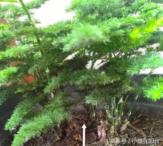 文竹怎么养才能养得茂盛（家里养文竹简单一步）(2)