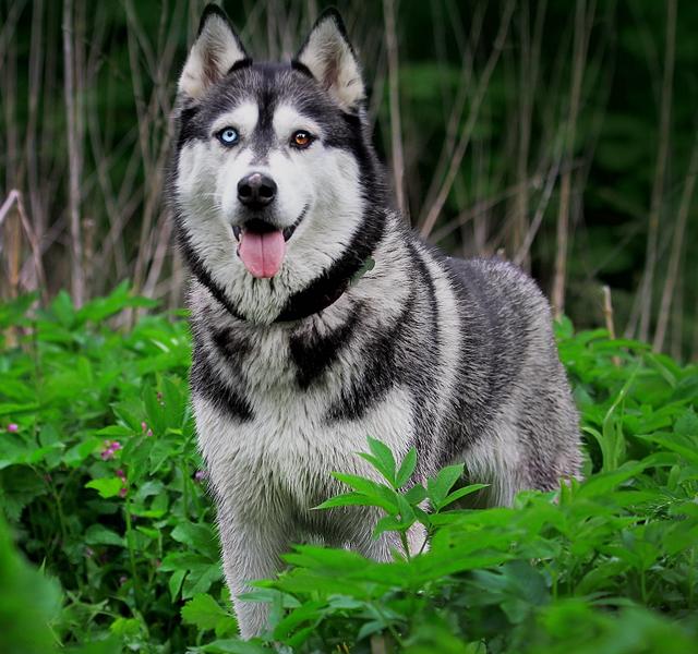 阿拉斯加犬跟哈士奇有什么区别(哈士奇和阿拉斯加犬傻傻分不清)(7)