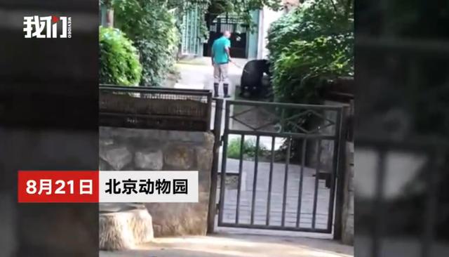 上海动物园养死5只熊猫 北京动物园一只貘不想回馆被饲养员抽打(1)