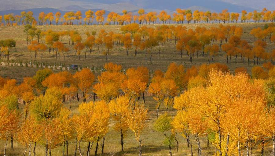 左云县属于哪个市(山西省左云县属于哪个市)