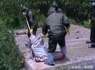 同样是处理死猪(同样是处理死猪)(3)