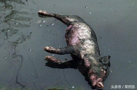 同样是处理死猪(同样是处理死猪)(2)