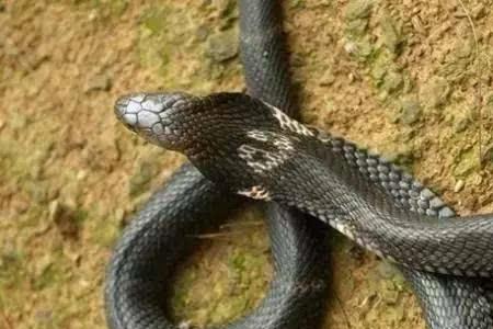 眼镜王蛇vs金环蛇vs银环蛇