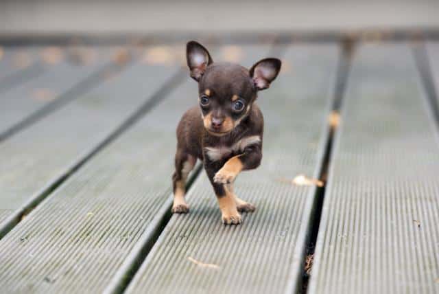 小型犬品种大全名字(宠物小犬狗种类名称及图片)