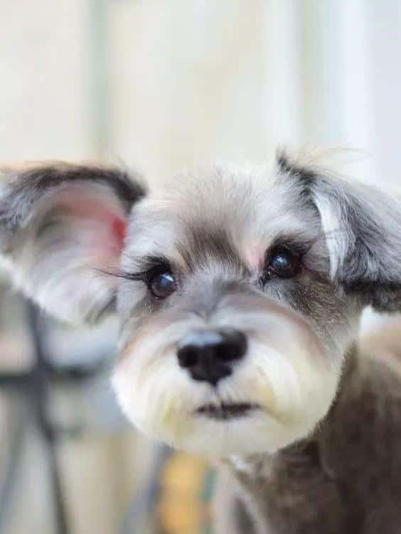 小型犬品种大全名字(宠物小犬狗种类名称及图片)