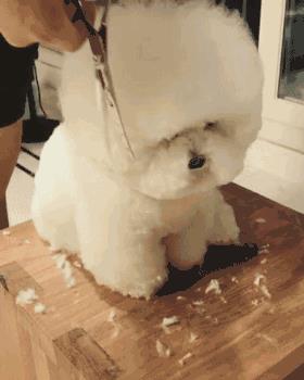 小型犬品种大全名字(宠物小犬狗种类名称及图片)