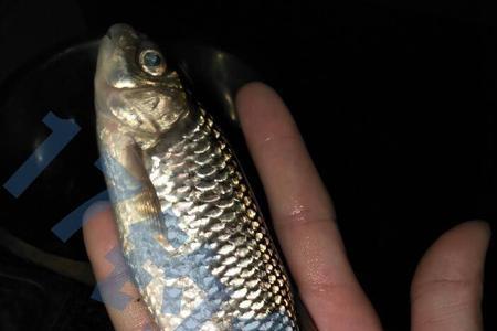 多鳞白甲鱼能长多大