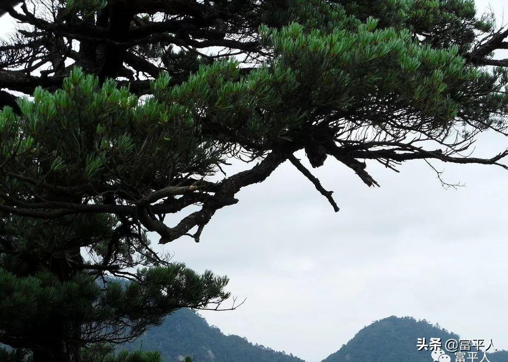 岁不寒无以知松柏的作者出自哪里