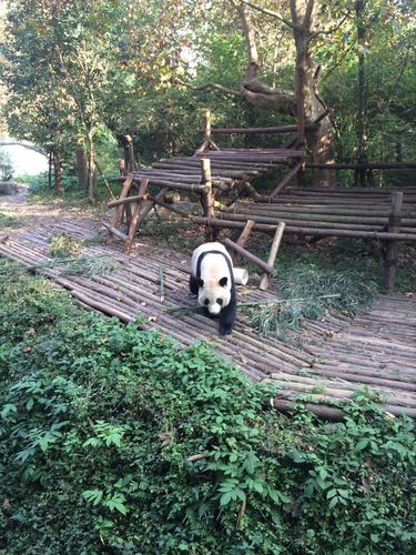 3、成都大熊猫繁育研究基地