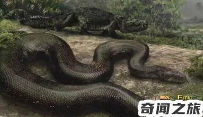 ​十大传说巨蛇介绍 必看：生存在5800万年前泰坦蟒体长达到10米以上体重1吨以上