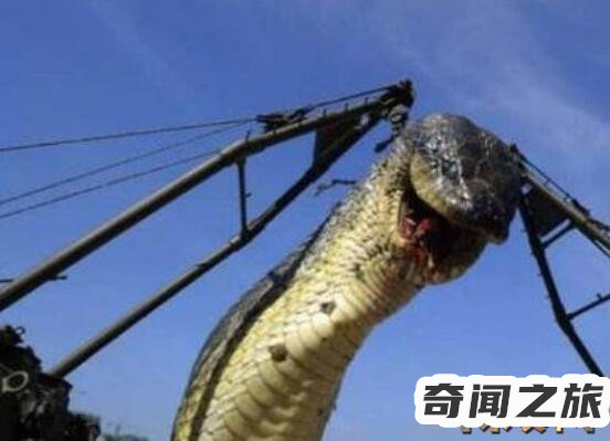 十大传说巨蛇介绍,生存在5800万年前泰坦蟒体长达到10米以上体重1吨以上