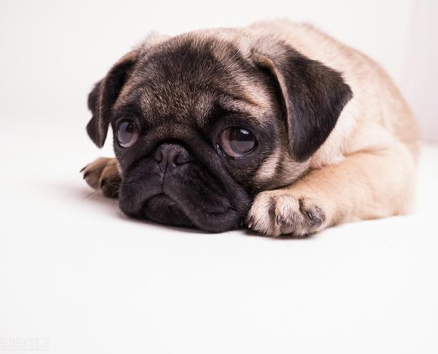 建议穷人养的10种狗(适合新手和穷人养的狗狗)(6)