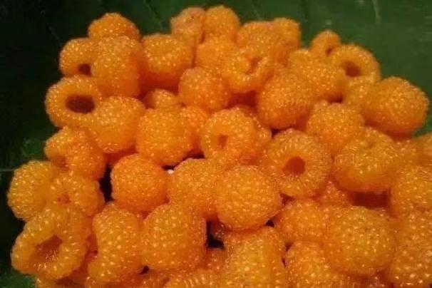 黄树莓的功效与作用及禁忌（黄泡学名叫什么介绍）