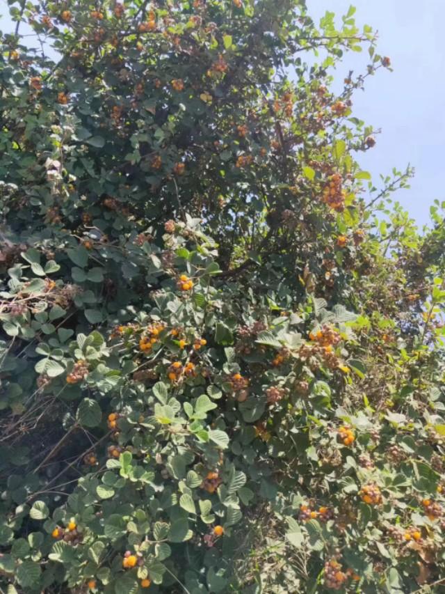 黄树莓的功效与作用及禁忌（黄泡学名叫什么介绍）