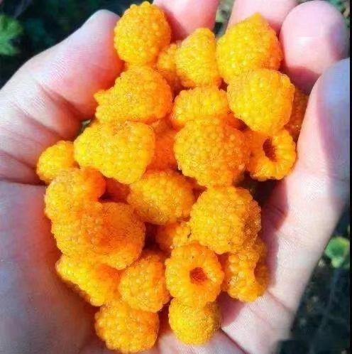 黄树莓的功效与作用及禁忌（黄泡学名叫什么介绍）