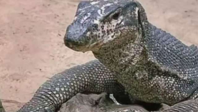 印度4男子侵犯孟加拉巨蜥原视频3分52秒事件始末 印度f4强奸蜥蜴事件来龙去脉完整版