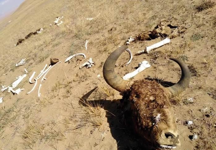 昆仑山有什么秘密，为何国家派重兵把守？原来是因为这件事！